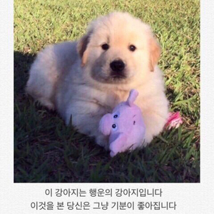 잉포 만포 빠르게구해요