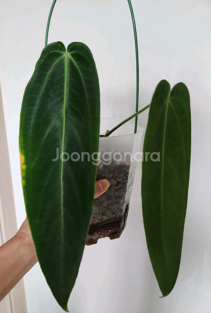 안스리움 와로퀘아넘 에스메랄다(30cm)--2