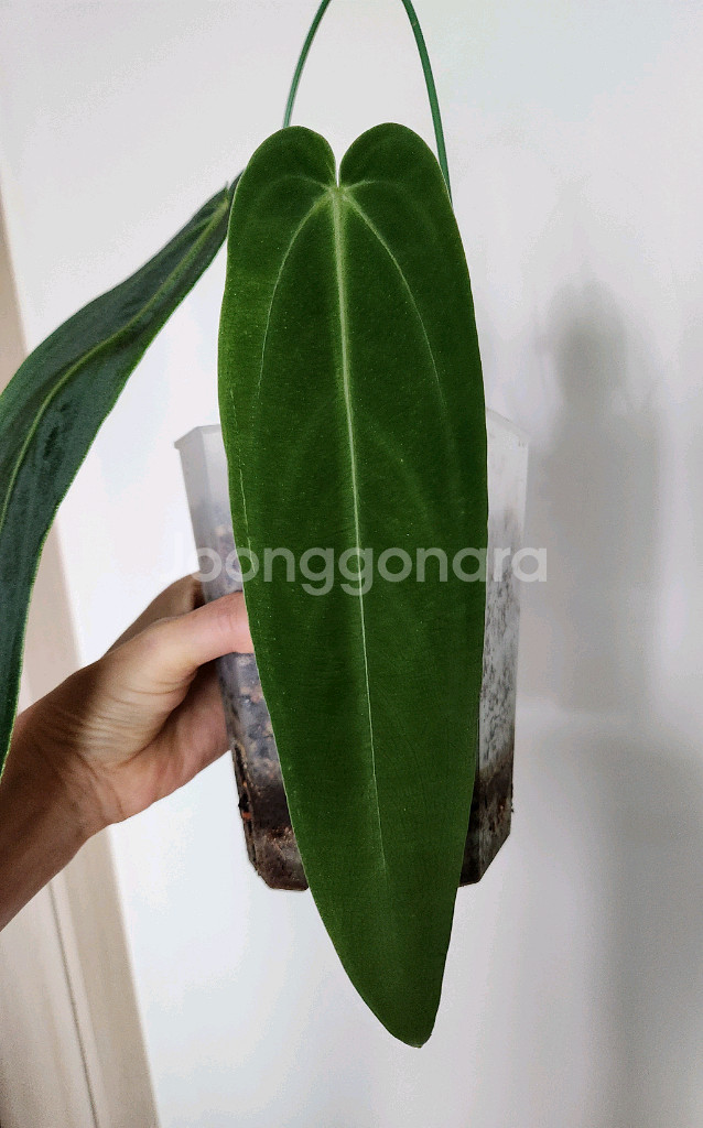 안스리움 와로퀘아넘 에스메랄다(30cm)--4