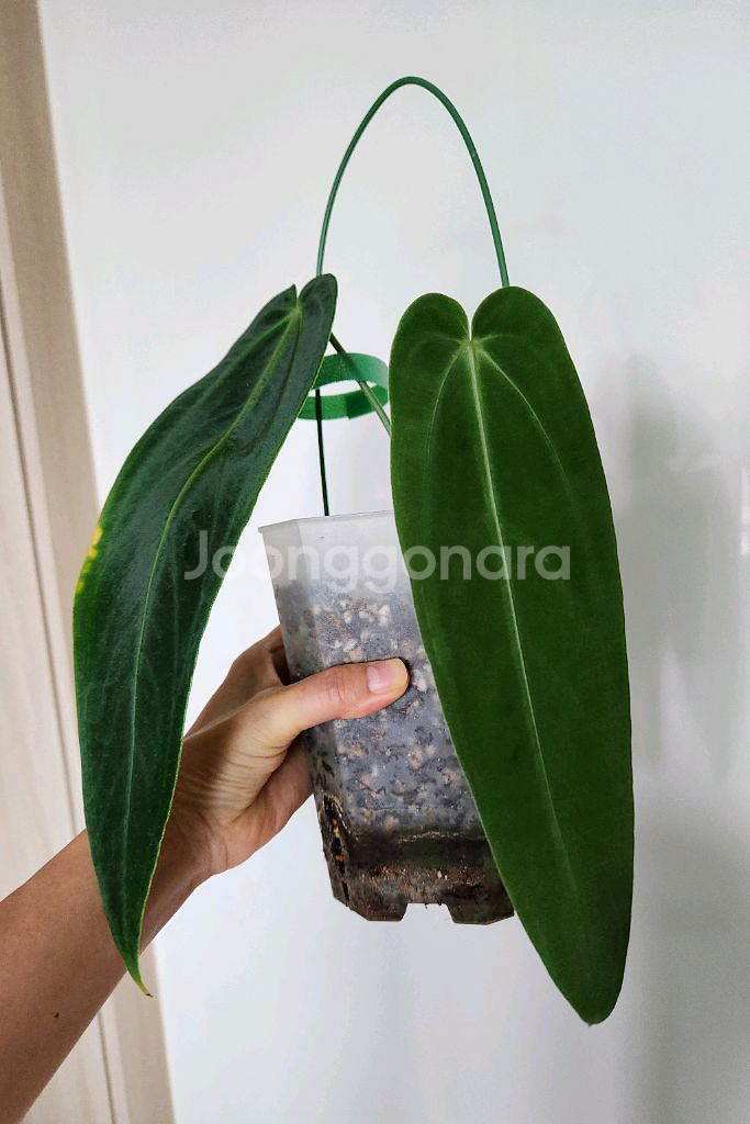 안스리움 와로퀘아넘 에스메랄다(30cm)--3