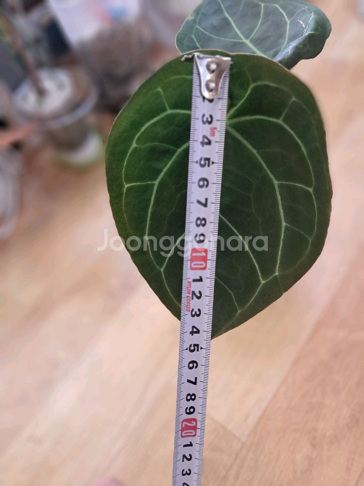 안스리움ᆢ포게티x클라리 하브(포라리)--4