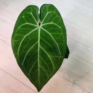 안스리움 파필릴라미넘 레드스템