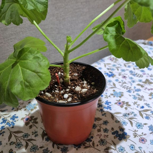 아리아초이 제라늄