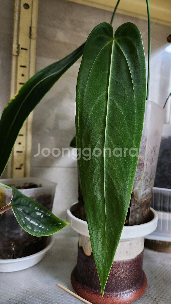 안스리움 와로퀘아넘 에스메랄다(30cm)--1