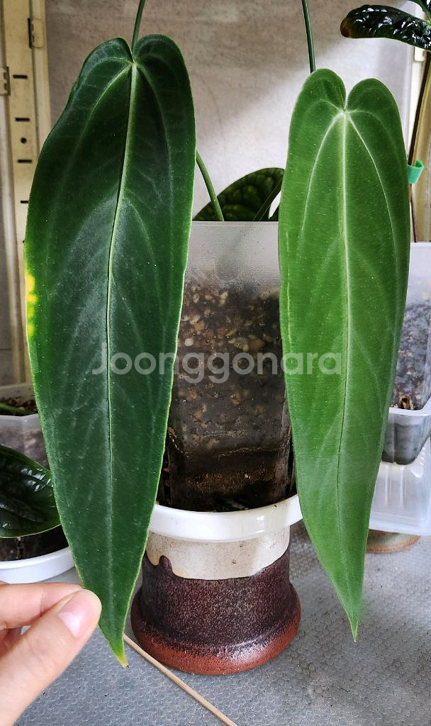 안스리움 와로퀘아넘 에스메랄다(30cm)--0
