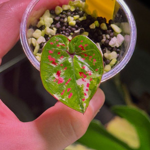 칼라디움 빌리어네어(억만장자) 바리