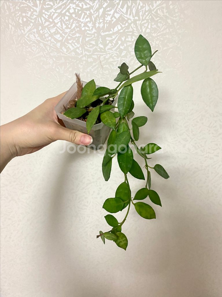 호야 라쿠노사 아마릴로--0