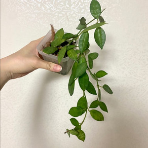 호야 라쿠노사 아마릴로