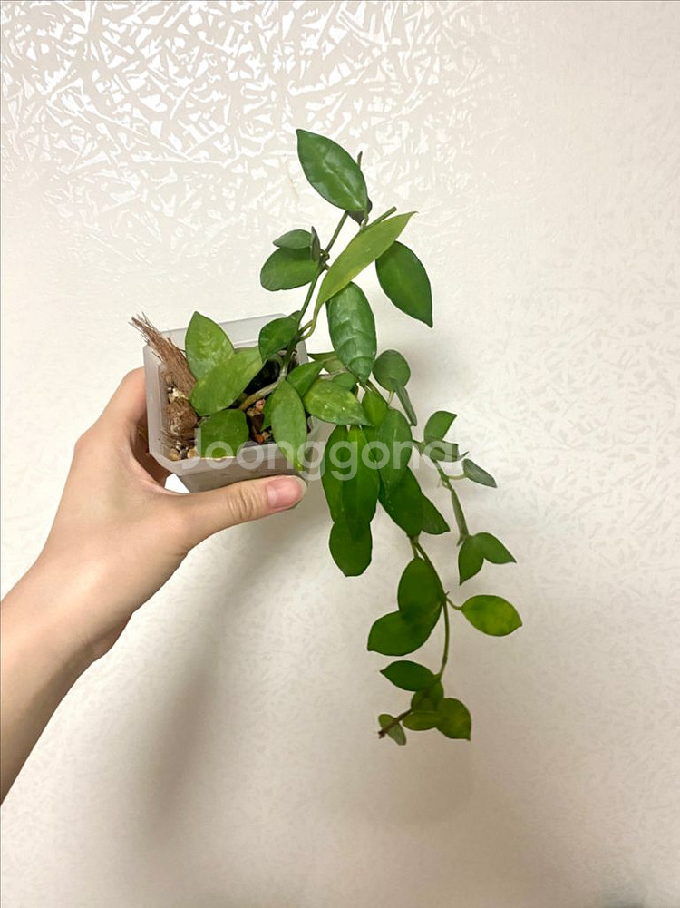 호야 라쿠노사 아마릴로--1