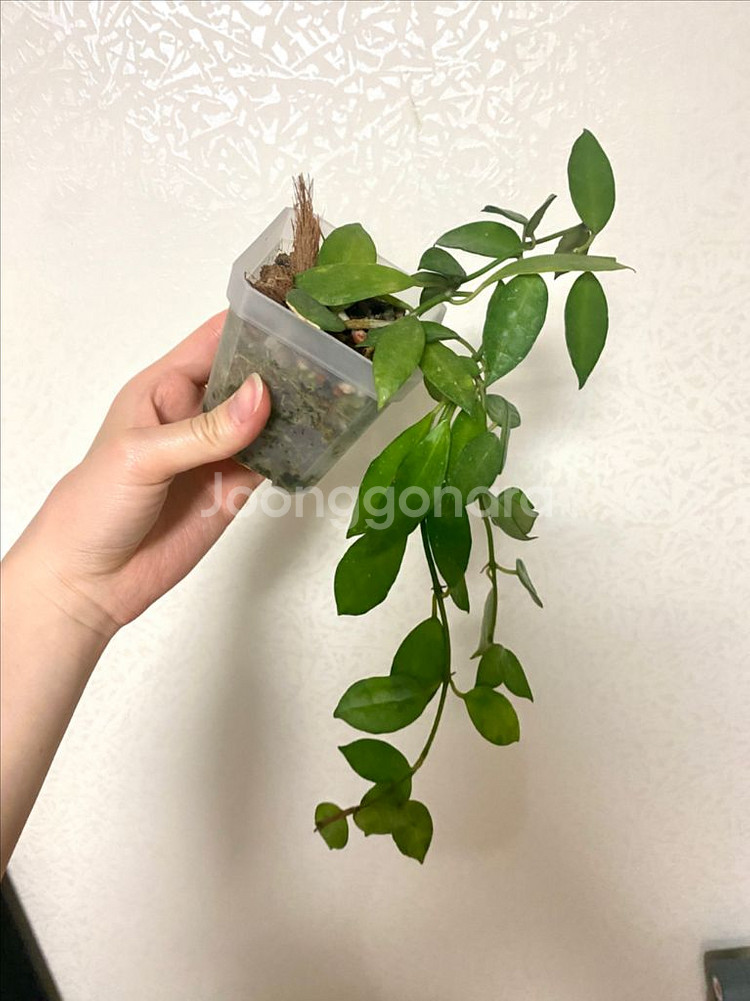 호야 라쿠노사 아마릴로--3