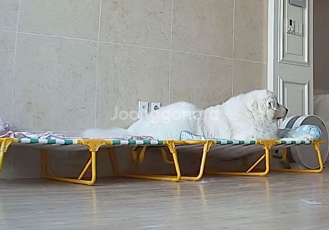 강아지 접이식 해먹침대--2