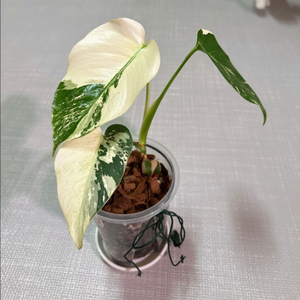 델리민트 민트 몬스테라