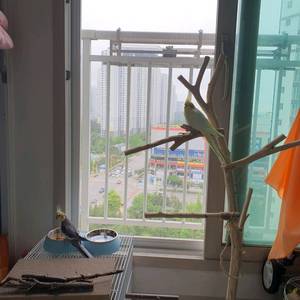 앵무새 왕관 남아 여아 분양합니다 이미지