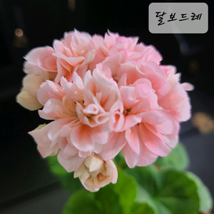 달보드레 제라늄