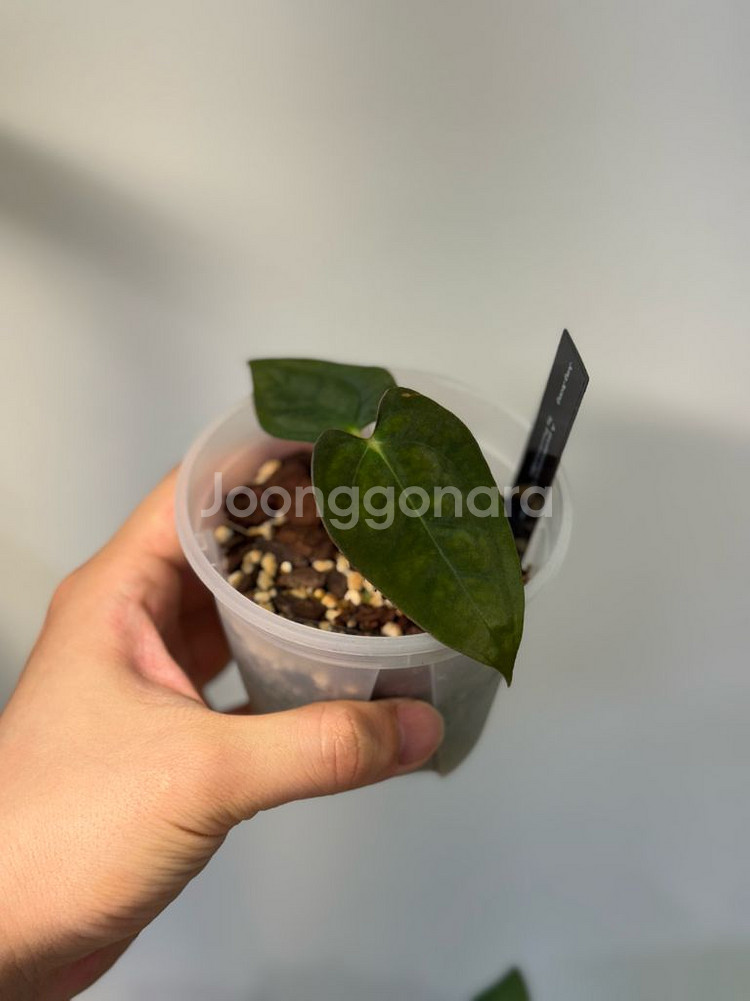 안스리움 파필리라미넘 RA5 x RA6--0