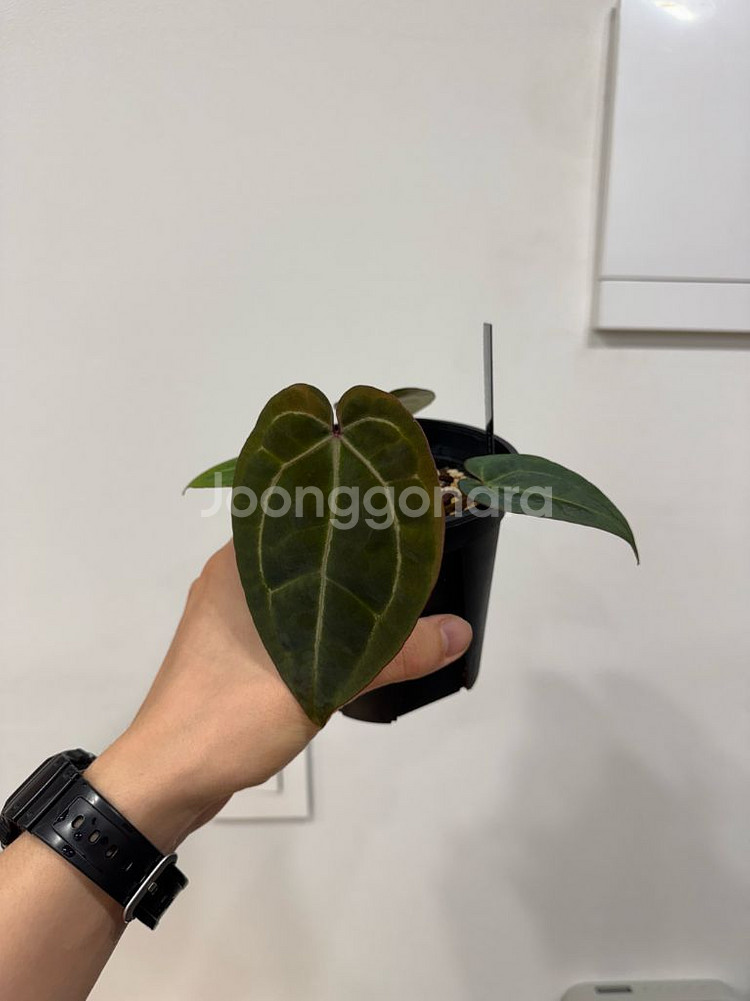 안스리움 레드크리스탈리넘 x 에오스 다크폼--1
