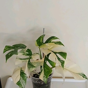옐로우 히메 몬스테라