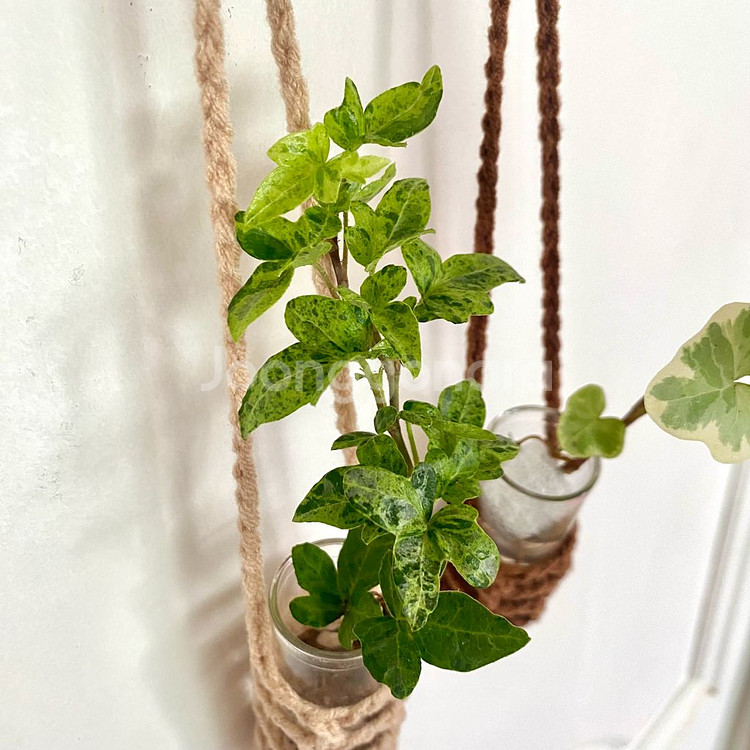 무늬 아이비 수경 일괄 달마시안/ 실버차미 아이비--1