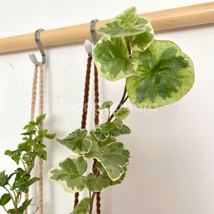 무늬 아이비 수경 일괄 달마시안/ 실버차미 아이비--2