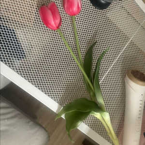 튤립 2개 조화 두송이