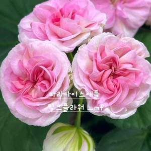 러시아제라늄 파라다이스애플 대품