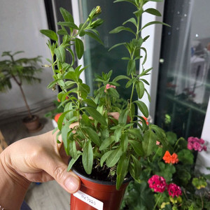 칼리브라코아(앤틱20,티포시29,티포시55)