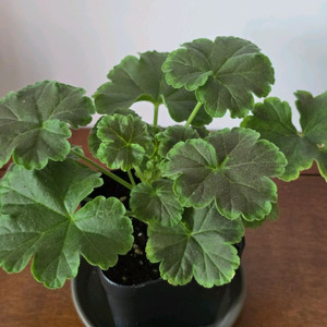 j넬라판타지아 제라늄