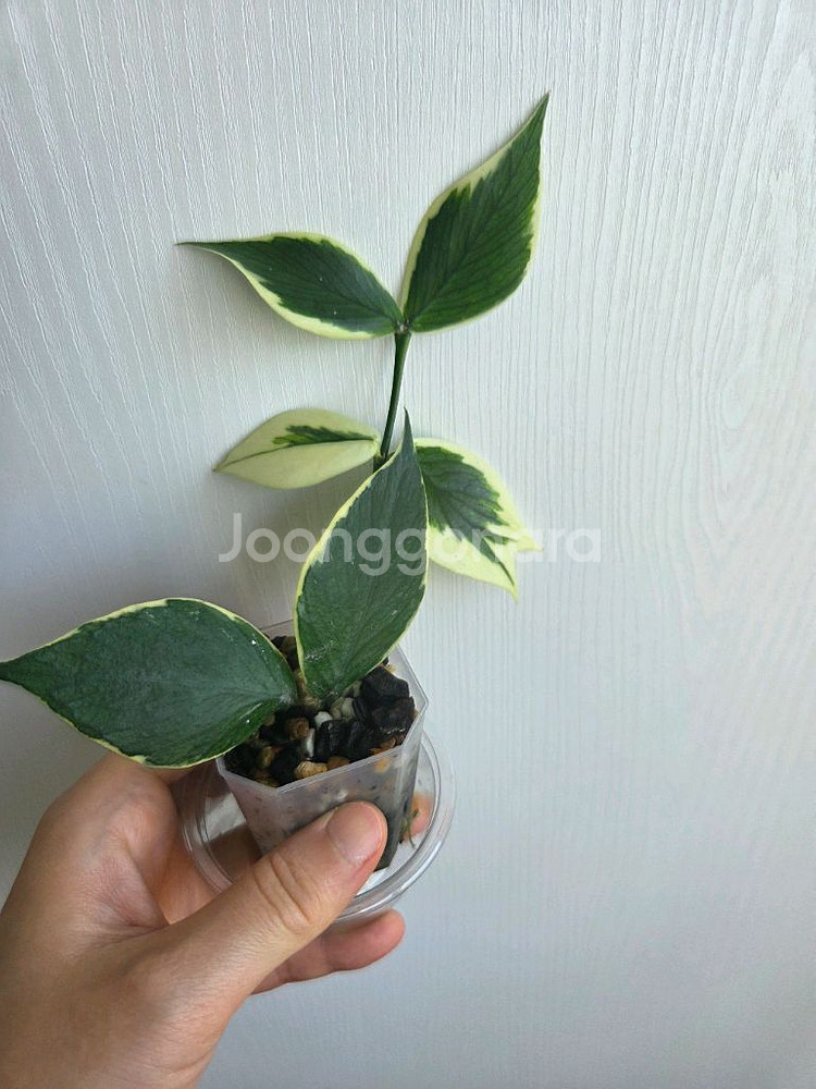 호야 폴리네우라 바리에가타--0