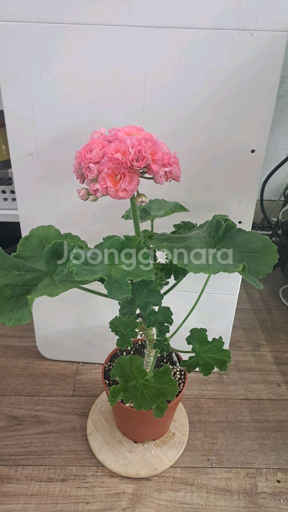 TA 레이디윈터 러시아 제라늄 대품--0