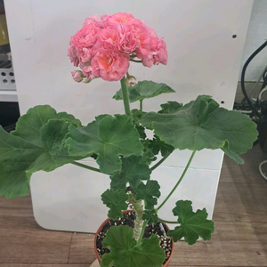 TA 레이디윈터 러시아 제라늄 대품