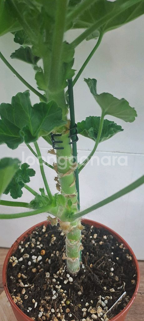 TA 레이디윈터 러시아 제라늄 대품--2