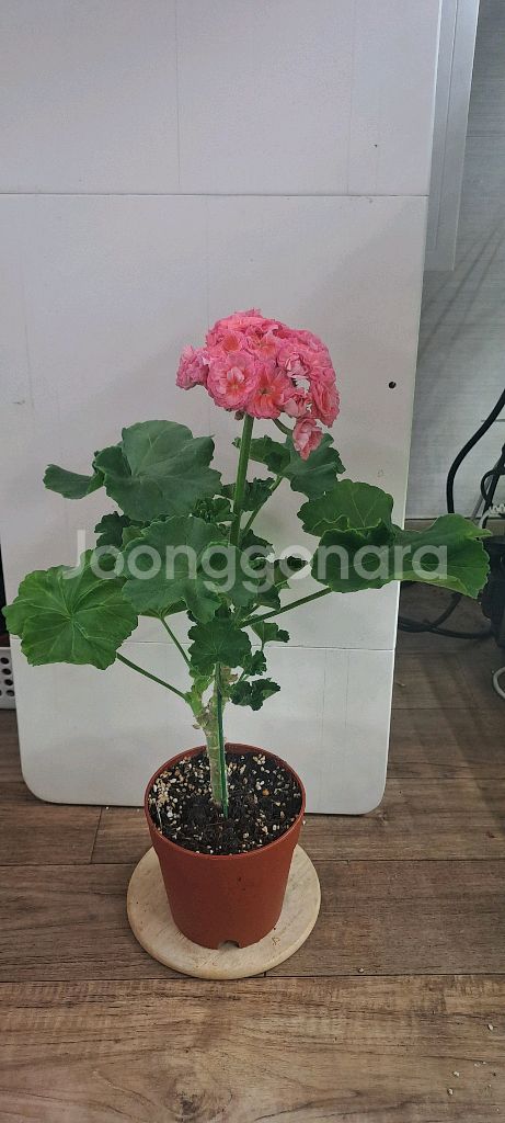 TA 레이디윈터 러시아 제라늄 대품--1
