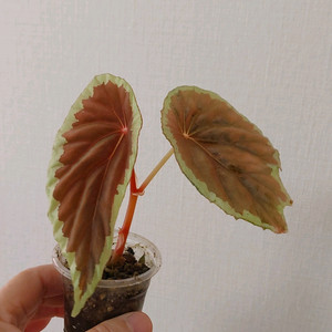 베고니아 바라멘시스