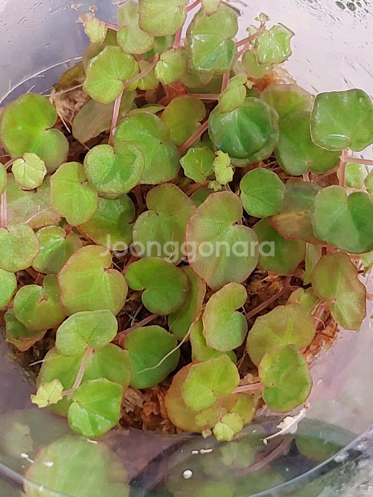 베고니아 루체노라--0