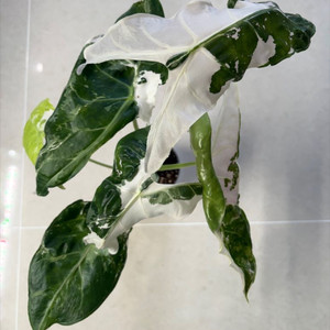 알로카시아 롱기로바 핑크백 모주