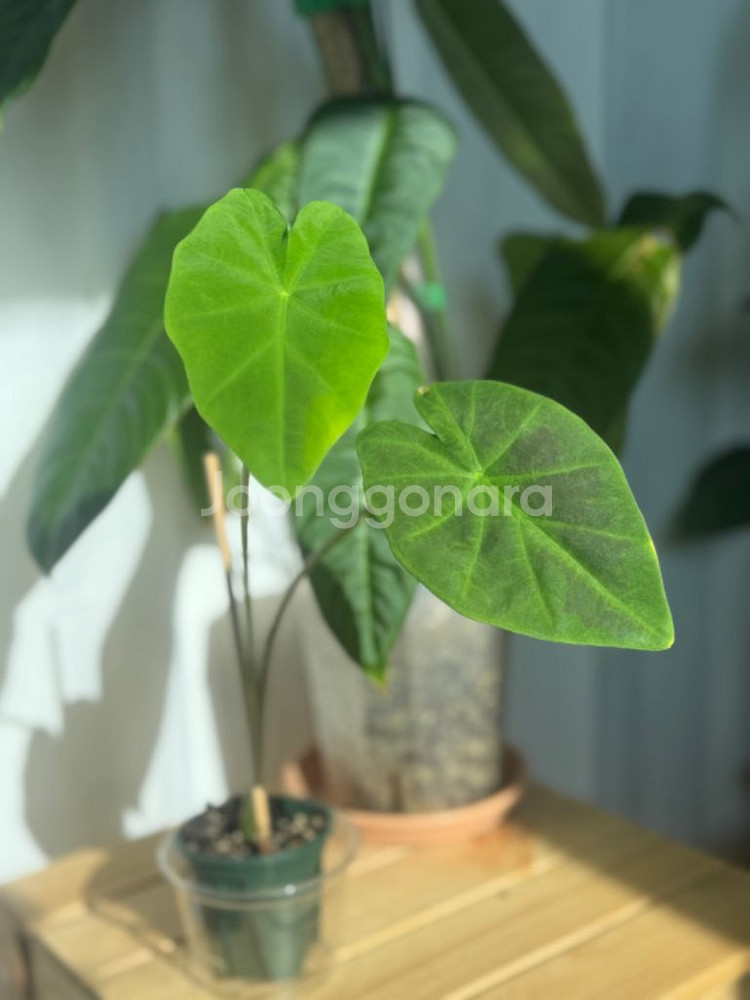 택포 콜라카시아 블랙뷰티--0