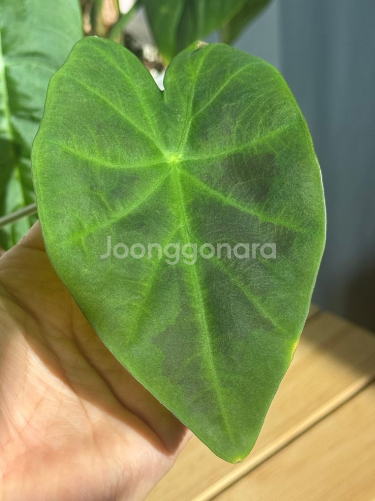 택포 콜라카시아 블랙뷰티--1