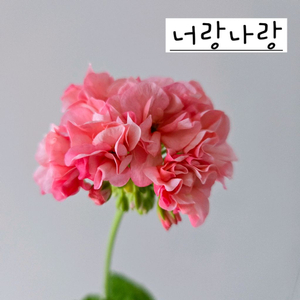 너랑나랑 제라늄