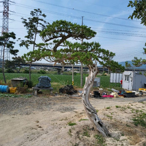 향나무