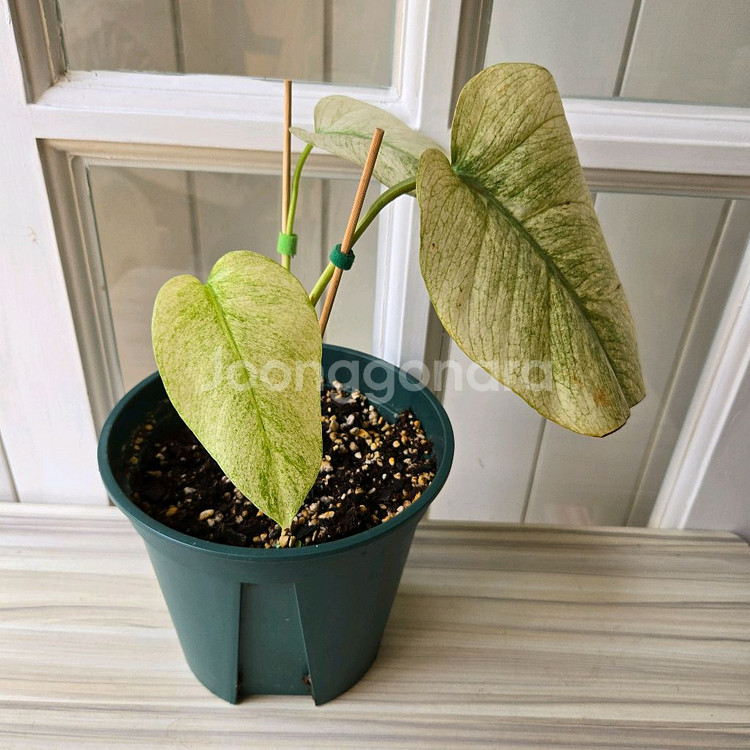 몬스테라 델리시오사 풀민트--0