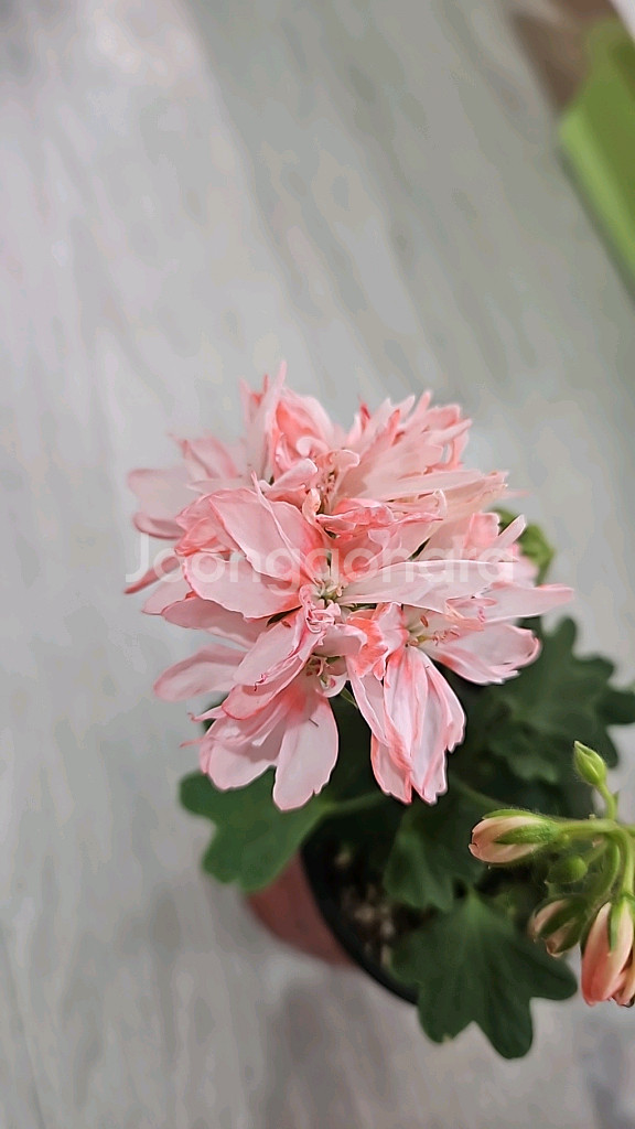 제라늄. 화인스타--0