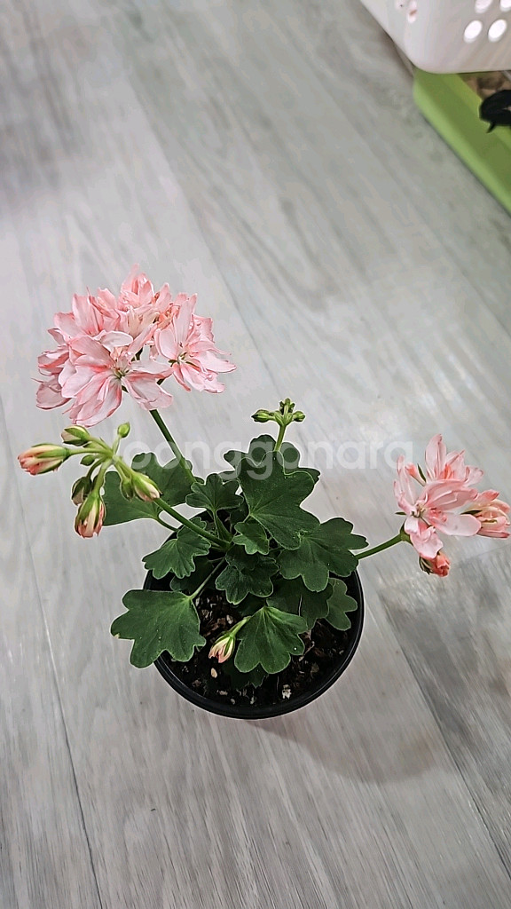 제라늄. 화인스타--3