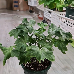 제라늄. 블루퀸즈티아라