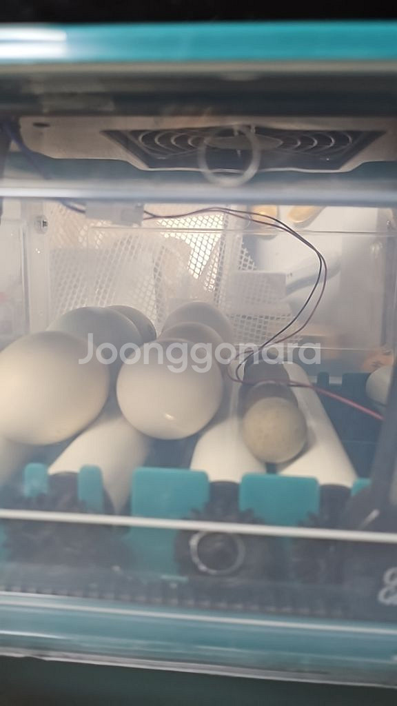 콜덕오리.실키병아리 예약분양합니다--0