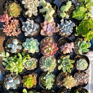 다육이 20세트 무료배송
