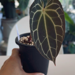 안스리움 사파이어 clone