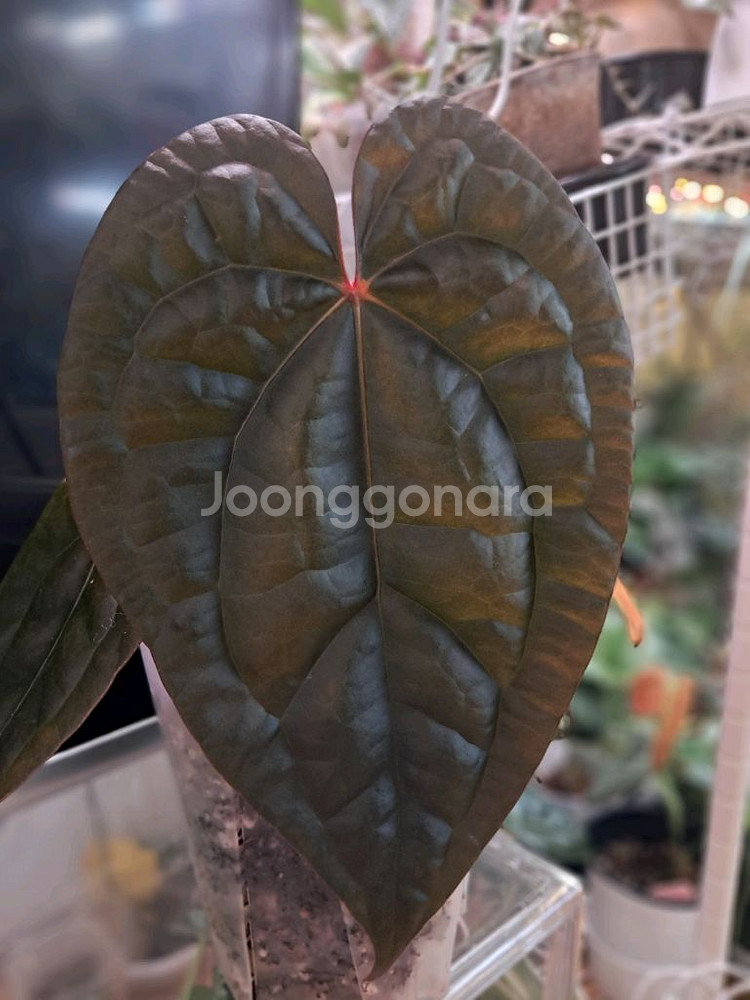 안스리움 자라미쉘x럭셔리 하브--0