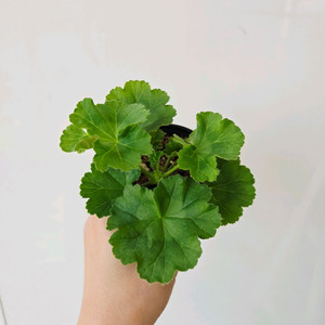 비바로지타 제라늄