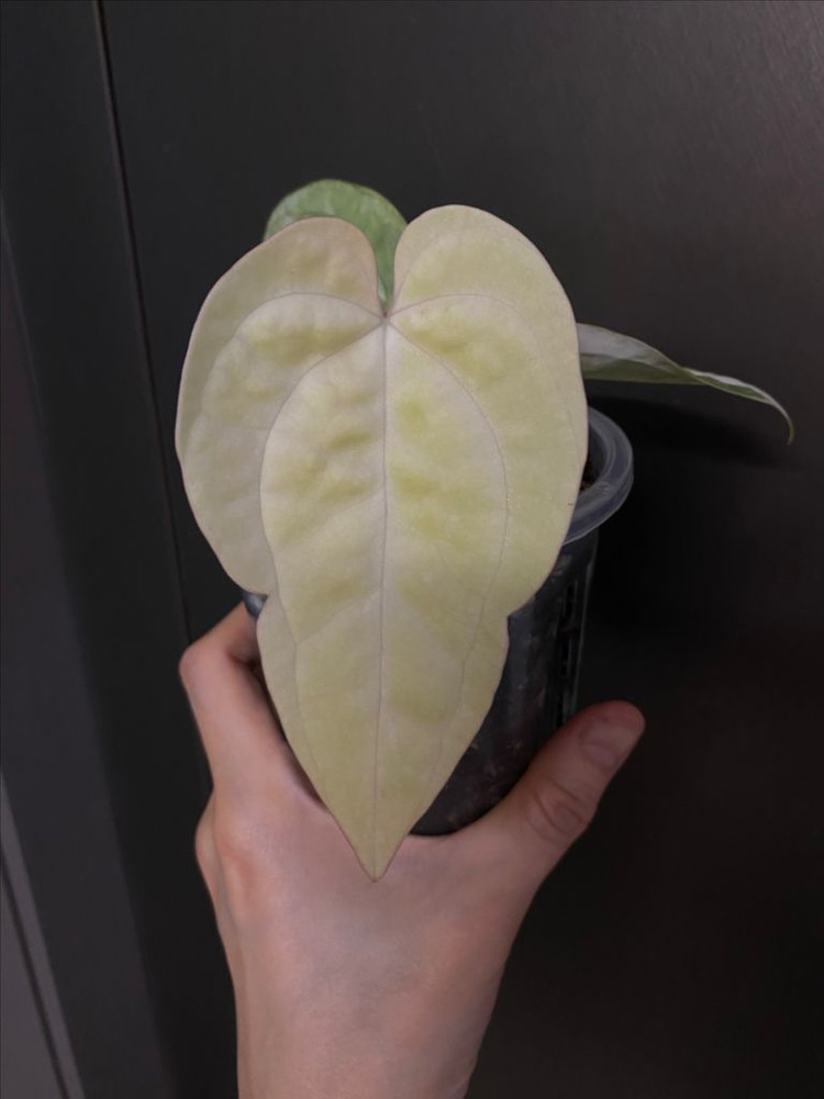 안스리움 럭셔리하브 바리에가타--1