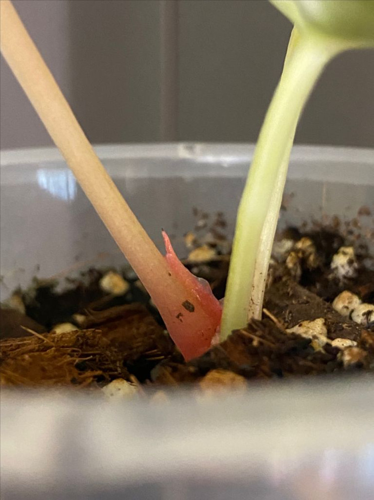 안스리움 럭셔리하브 바리에가타--2